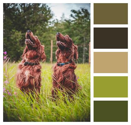 Irish Red Setter Grass Dogs Image